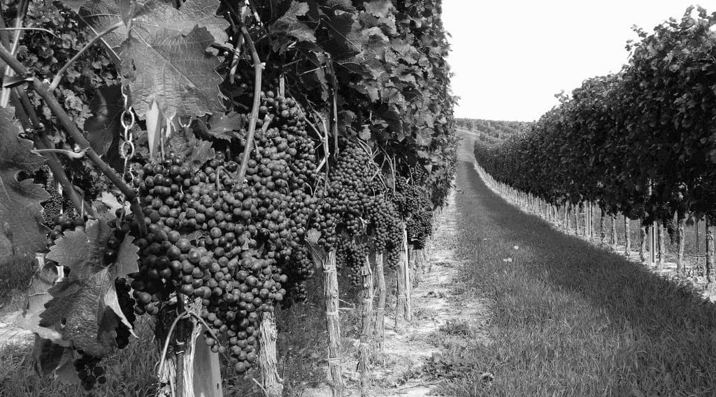 Weingut Pittnauer