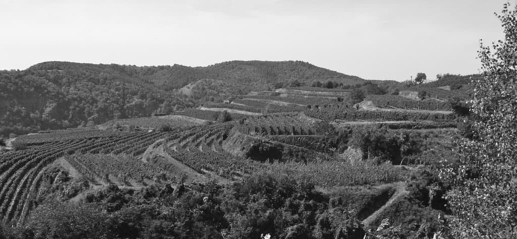 SANI-ARND-PICT Arndorfer
