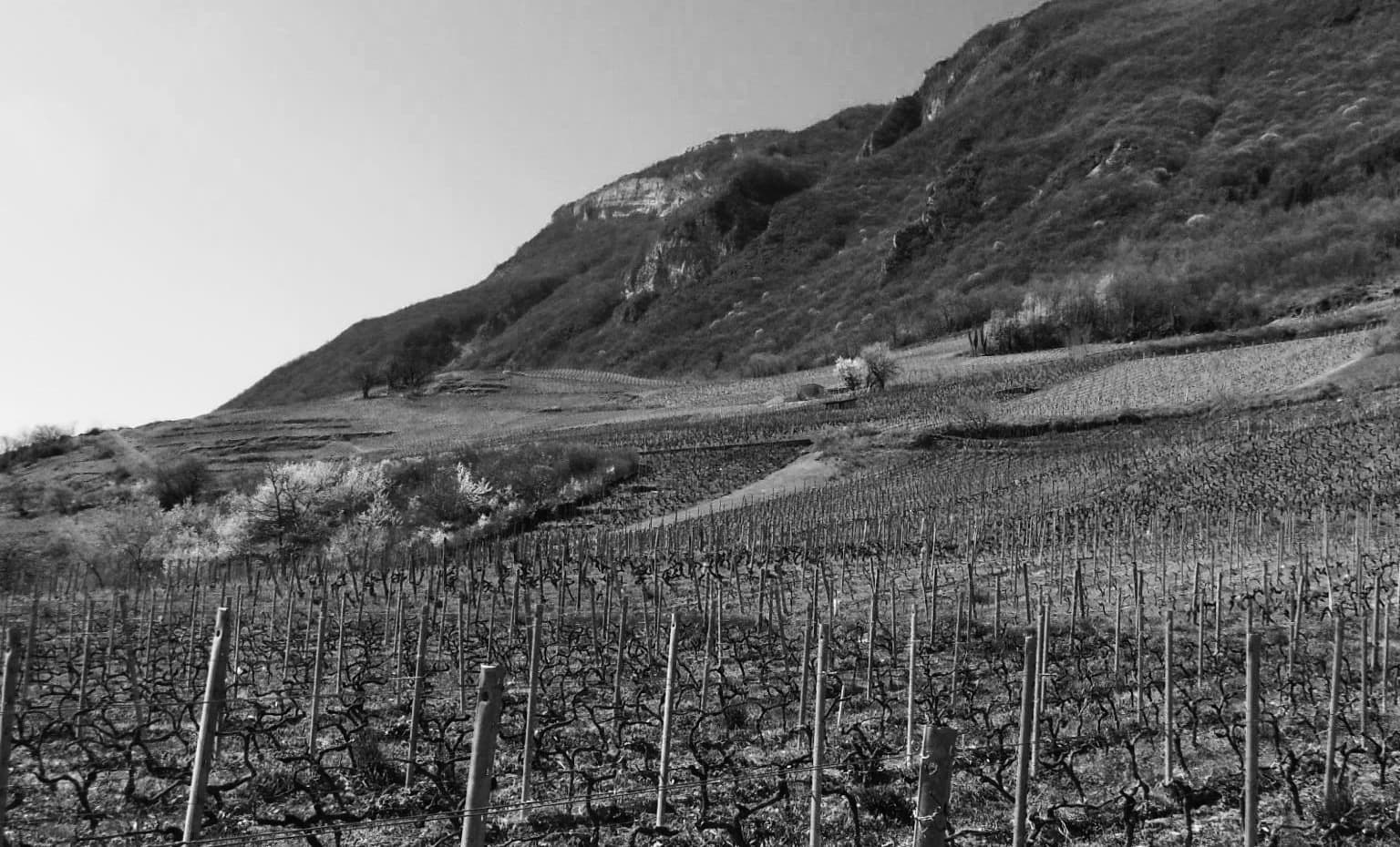 Domaine Fabien Trosset