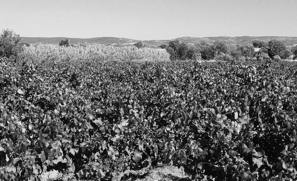 Domaine De Montcalmès
