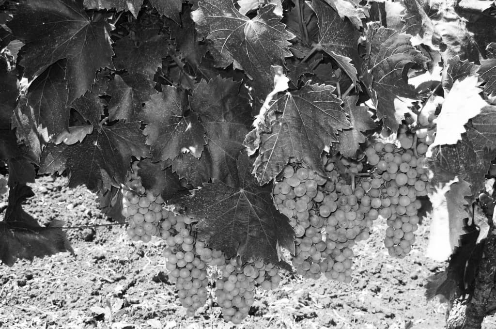 Cantina Castelli Del Duca