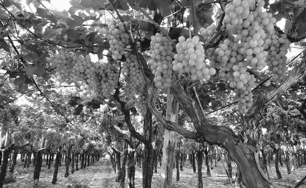 SIPU-SAMP-PICT Cantina Sampietrana