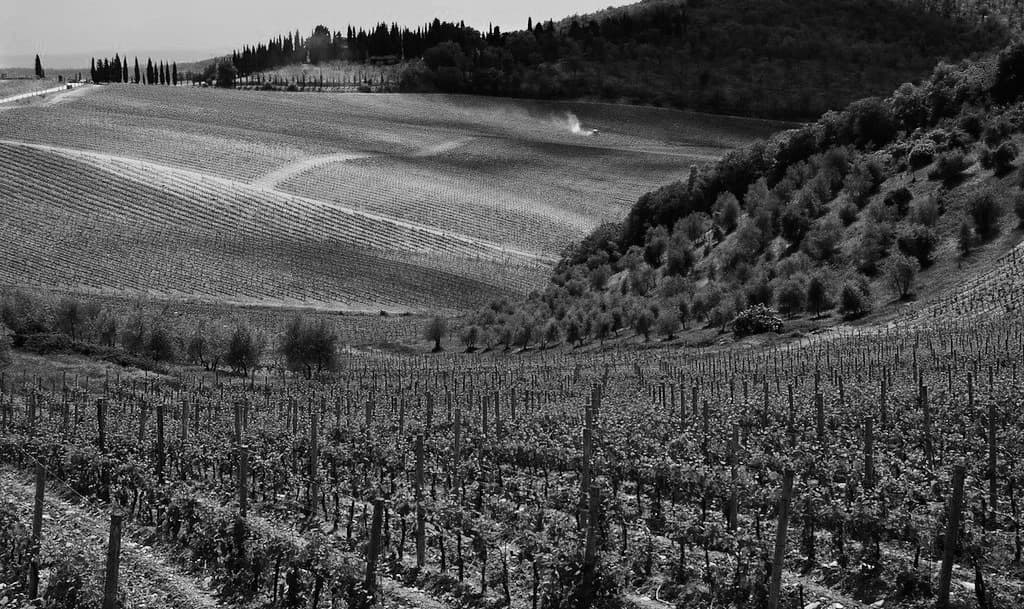 Tenuta Il Palagio
