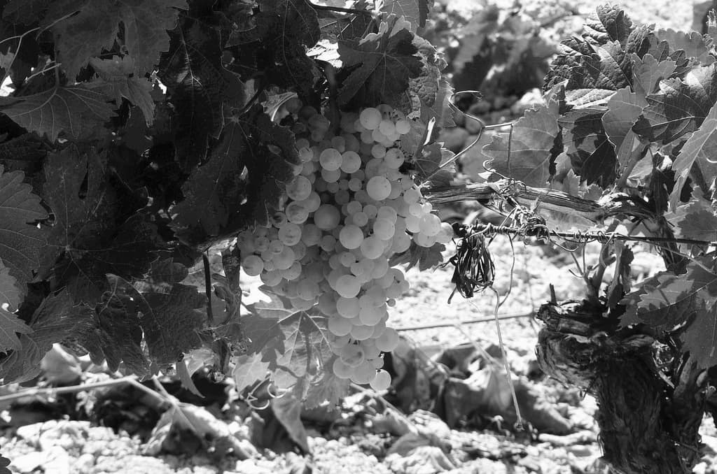 Bodega Delgado Zuleta