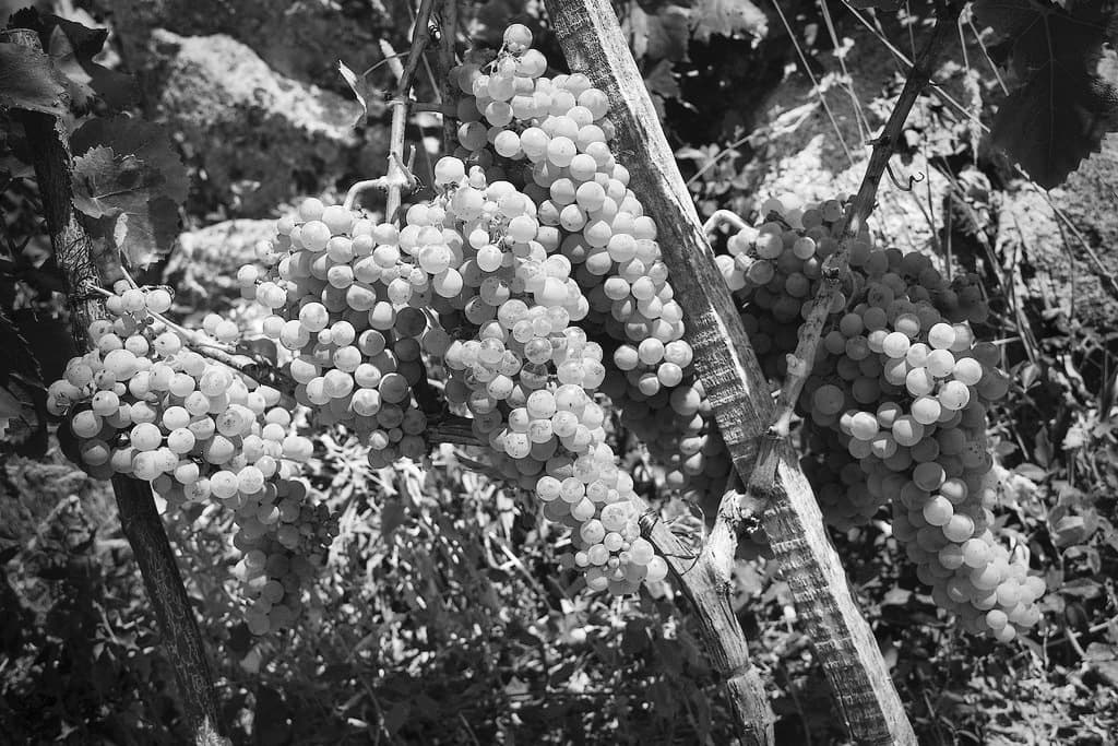 Bodegas Ponce