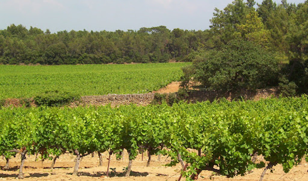 Domaine Pascal Chalon