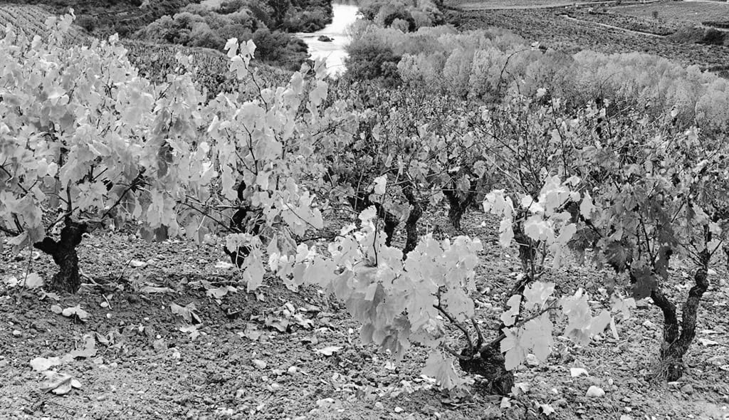 SSRN-VINA-PICT Bodega Martin Alonso