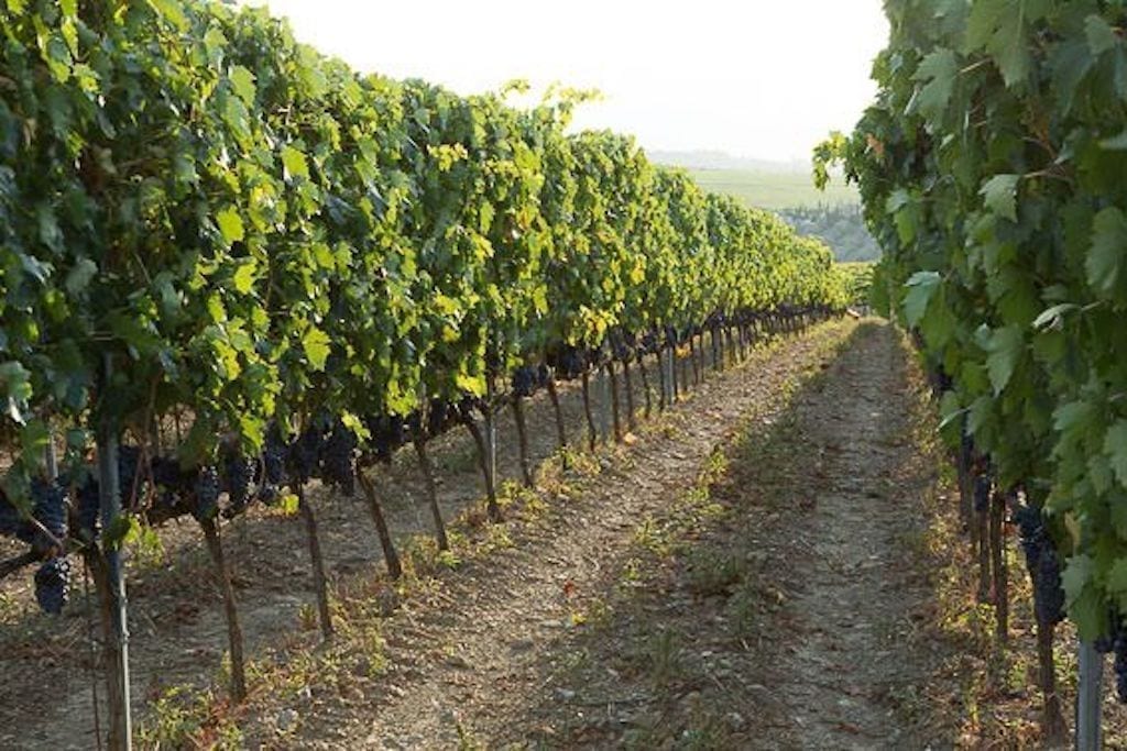 Azienda Agricola Case Basse® di Gianfranco Soldera®