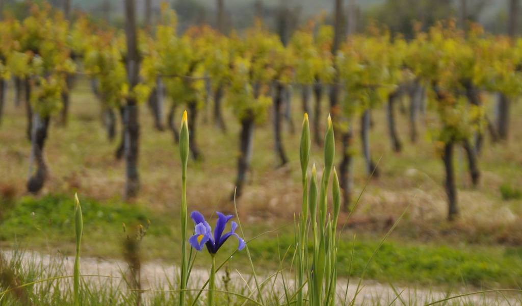 Podere Cipolla