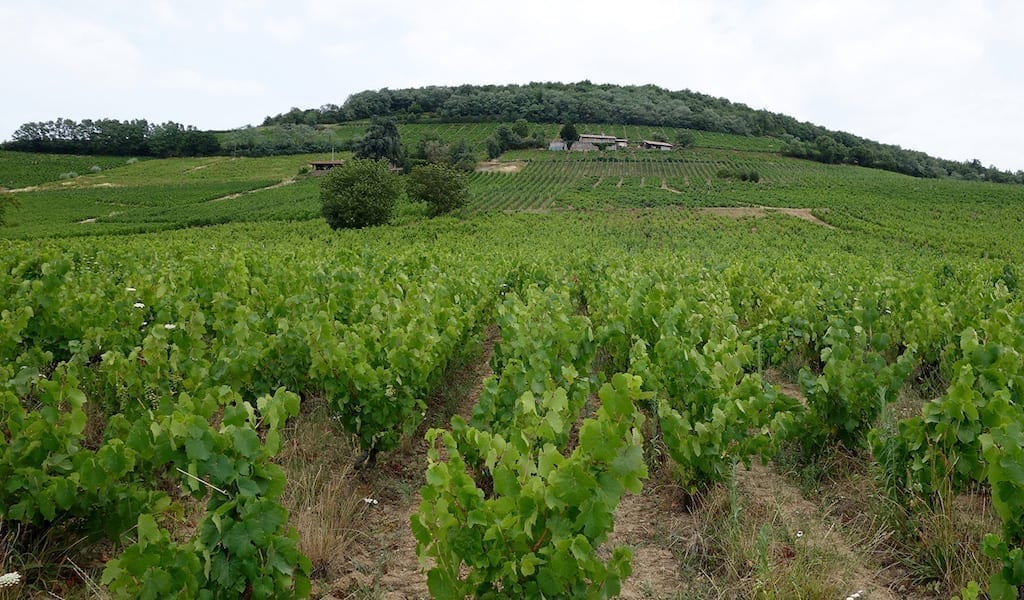 Domaine Pierre Cotton