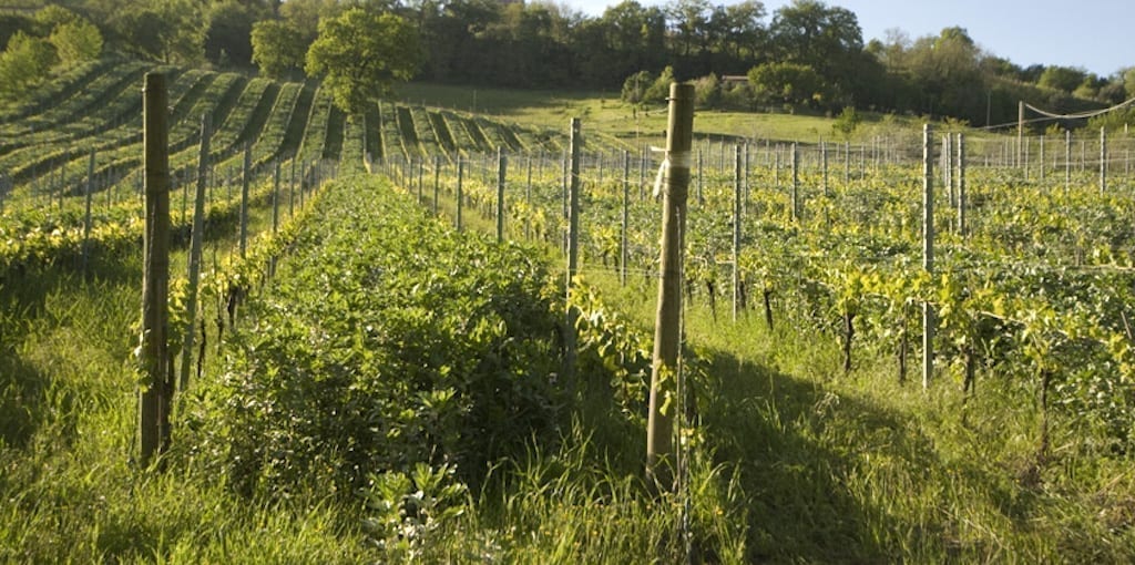 La Marca Di San Michele