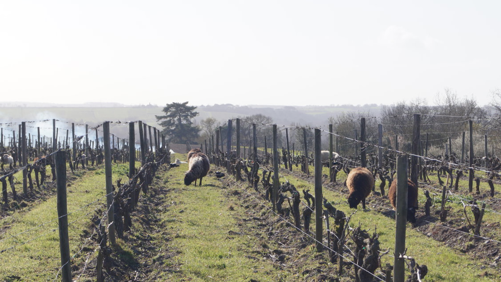 DomaineDuClosel Domaine du Closel