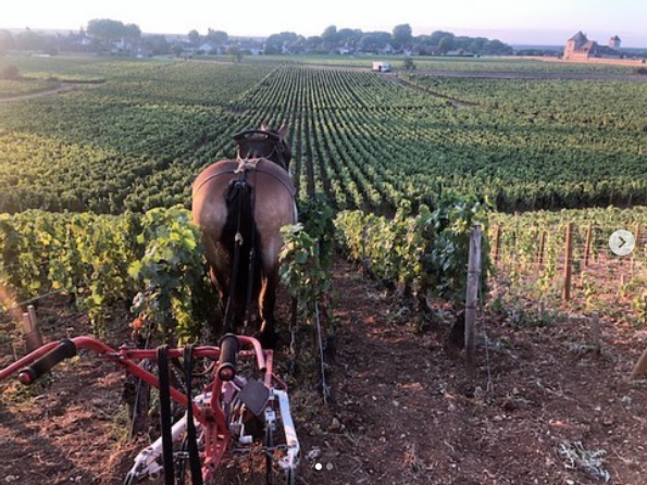Domaine Fourrier